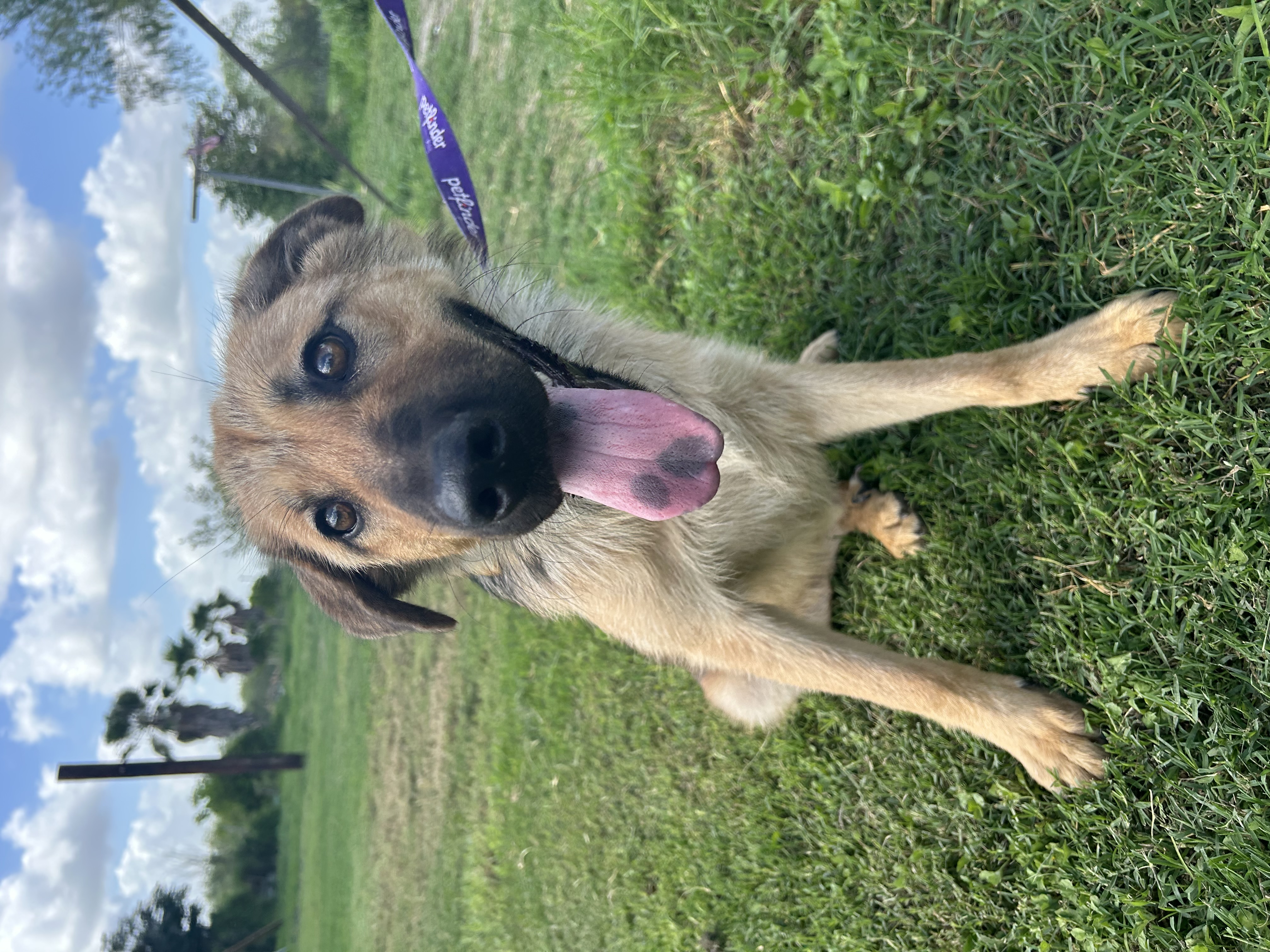 Enlarge Brownie, a Adoptable Shepherd in Tacoma, WA image 1/5