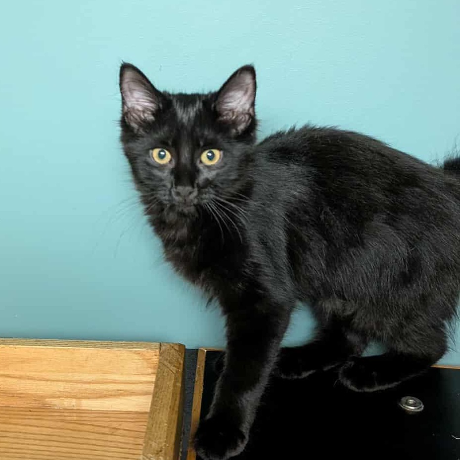 Enlarge Mary Read, an adopted mixed breed in Knox, PA image 4/5
