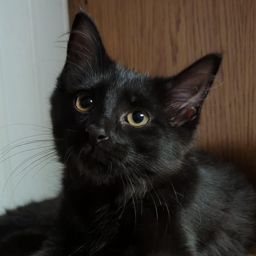 Mary Read, adopted, Kitten Female Domestic Medium Hair.