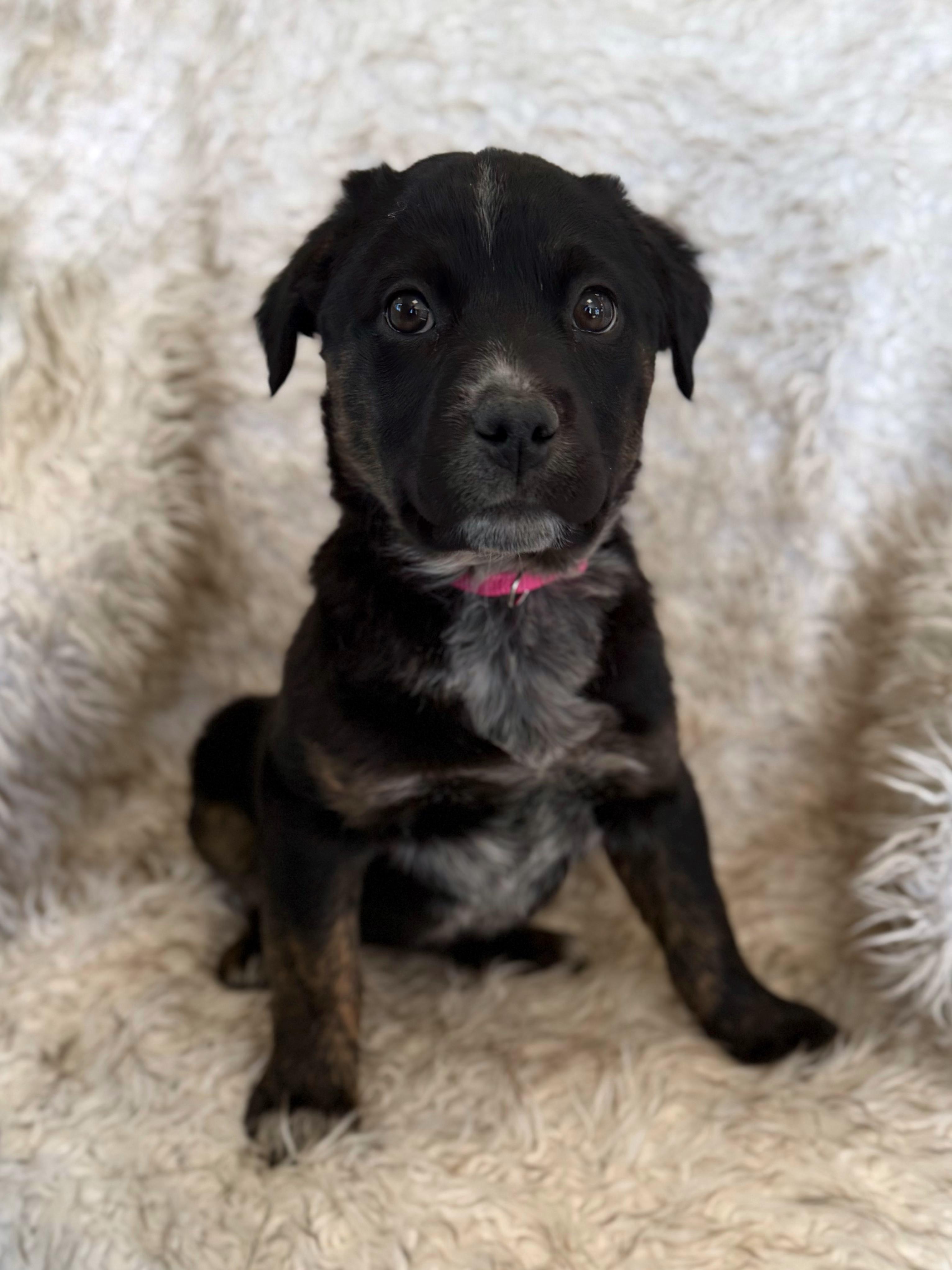 Enlarge Kira, an adoptable mixed breed in Eagle, CO image 4/4