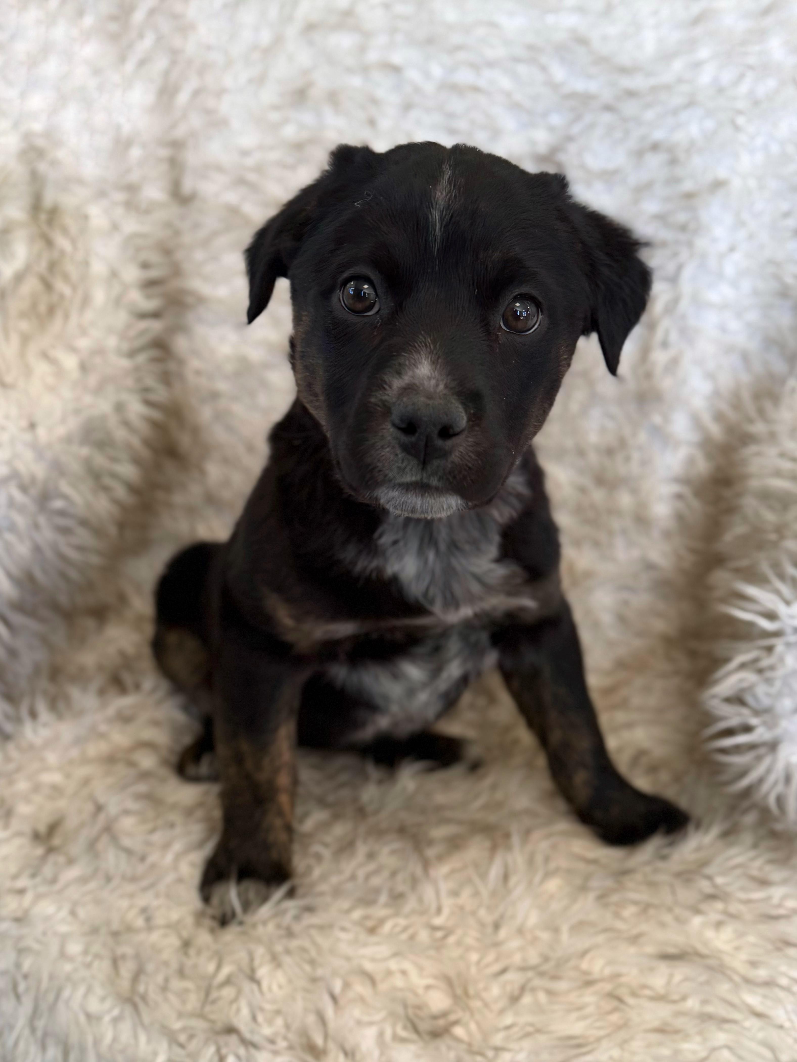 Enlarge Kira, an adoptable mixed breed in Eagle, CO image 1/4