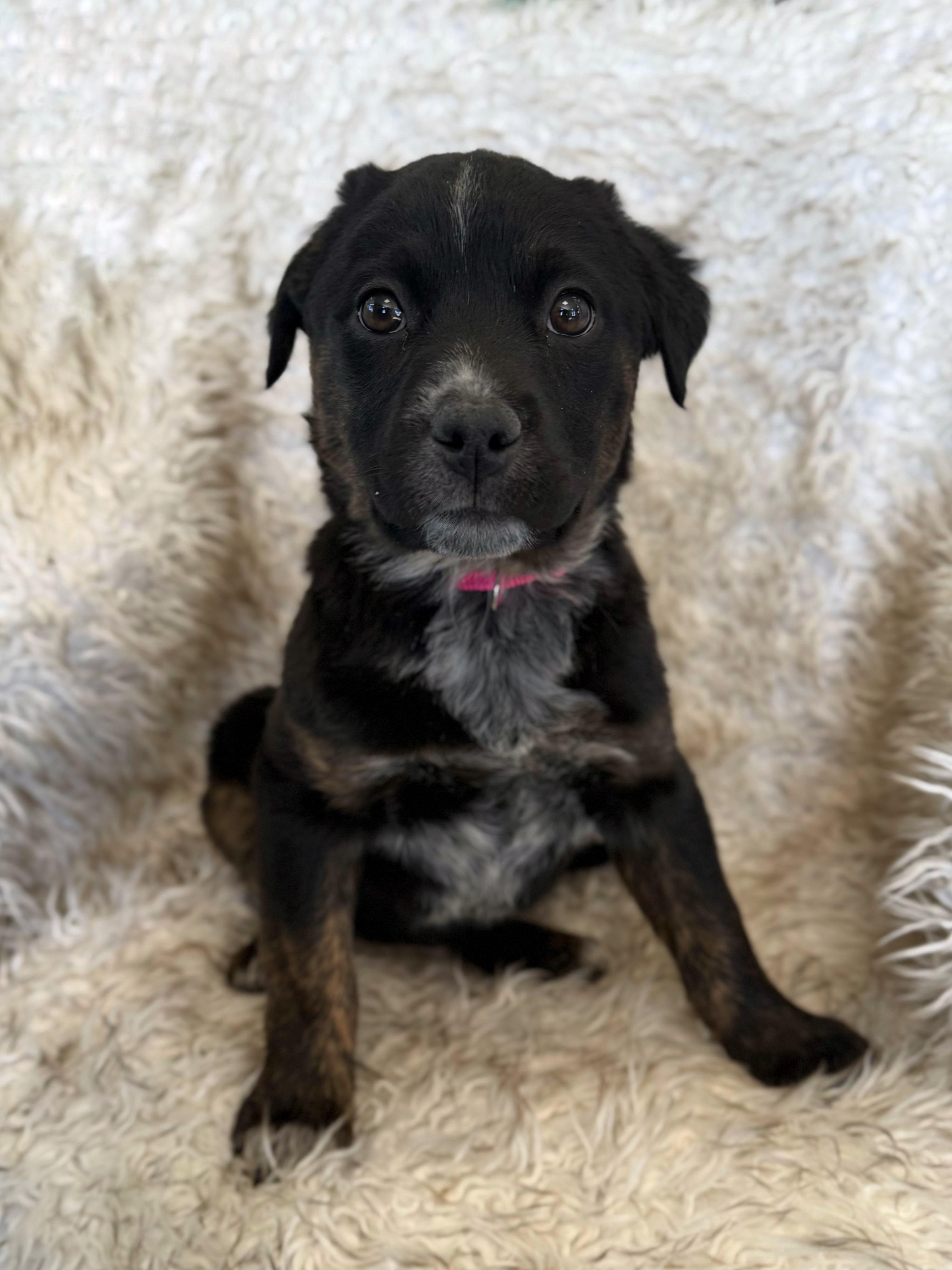 Enlarge Kira, an adoptable mixed breed in Eagle, CO image 2/4