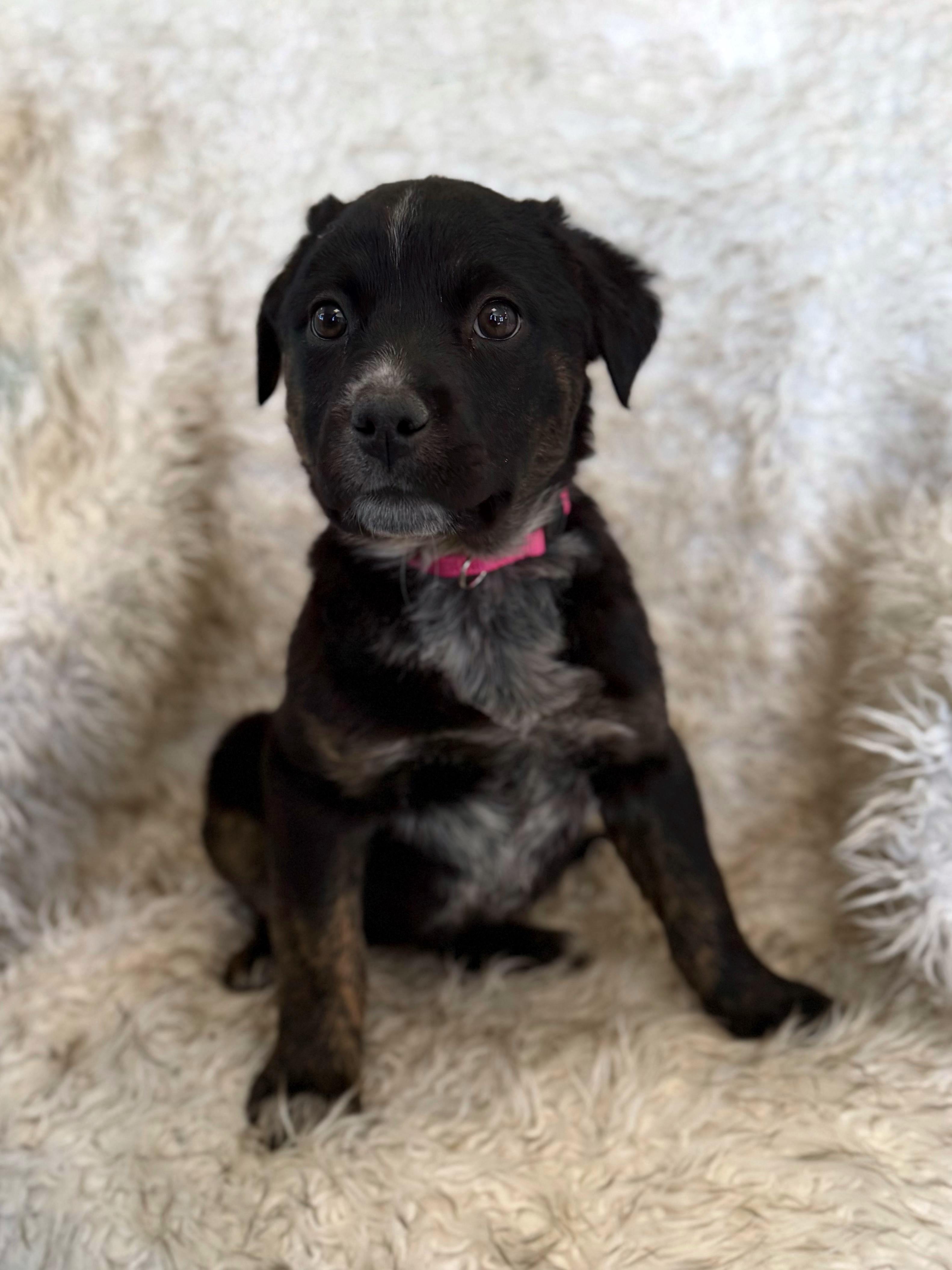 Enlarge Kira, an adoptable mixed breed in Eagle, CO image 3/4