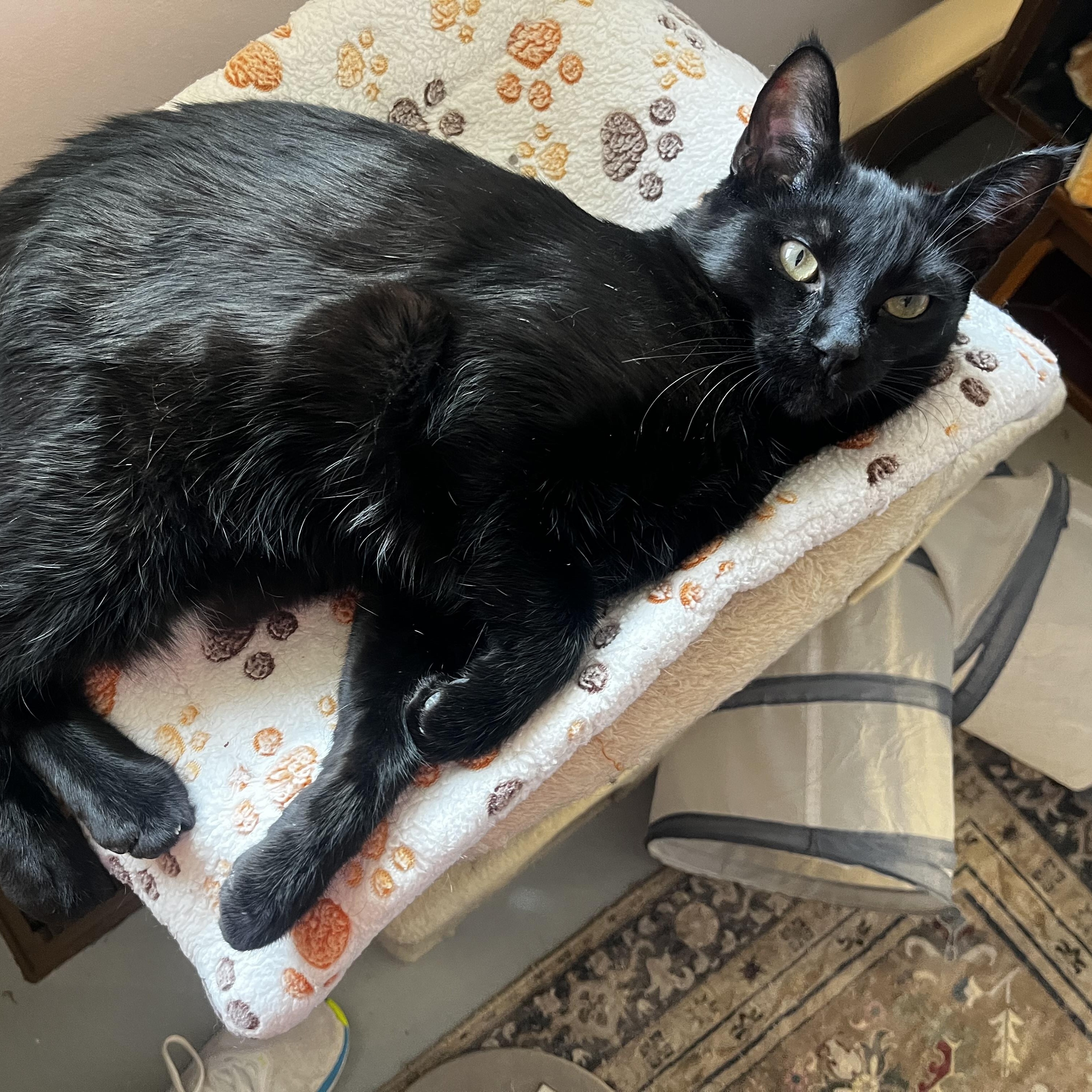 Enlarge Messer, a Adoptable Domestic Short Hair in Grosse Ile, MI image 2/3
