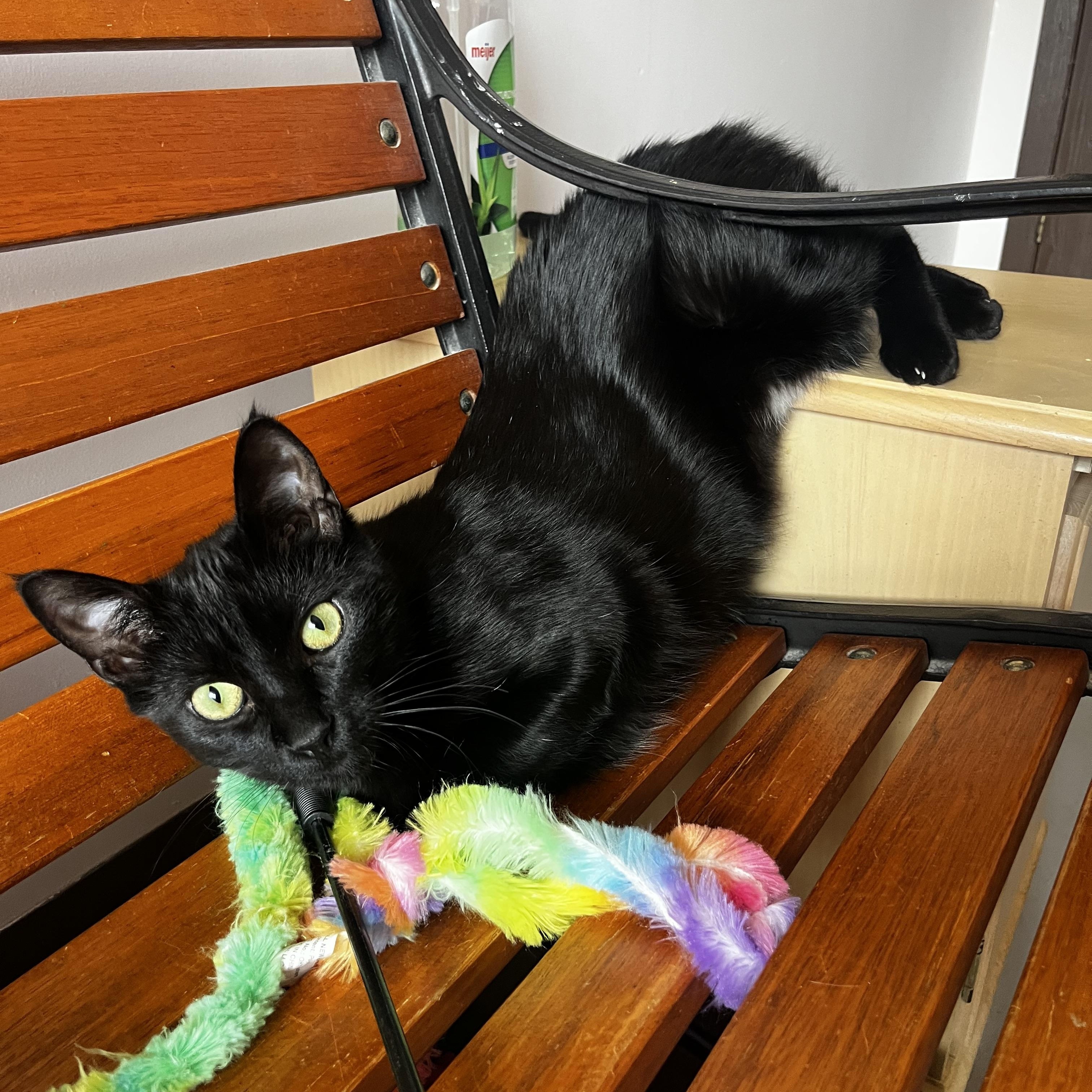 Enlarge Messer, a Adoptable Domestic Short Hair in Grosse Ile, MI image 3/3
