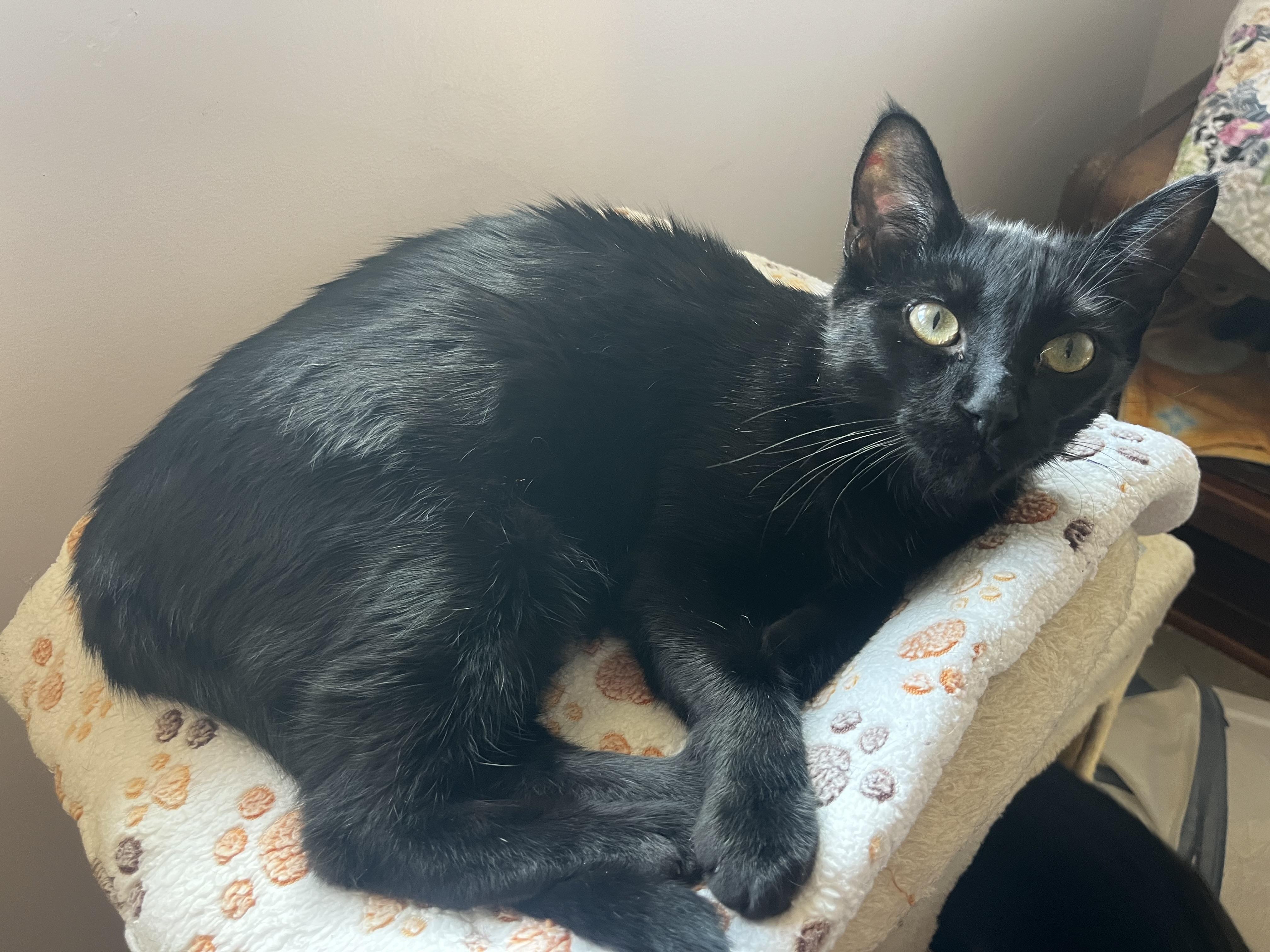 Messer, Adoptable, Young Male Domestic Short Hair.
