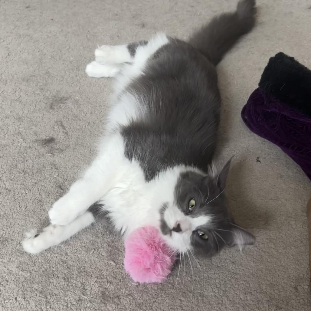 Starsky, Adoptable, Young Male Domestic Short Hair.