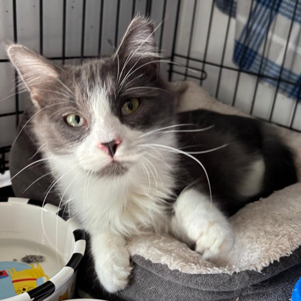 Starsky, Adoptable, Young Male Domestic Short Hair.