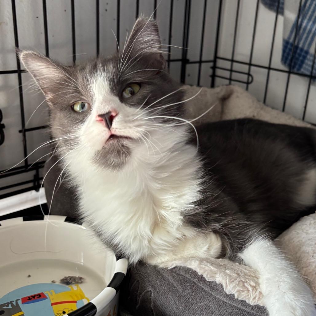 Enlarge Starsky, a Adoptable Domestic Short Hair in Columbia, MO image 3/3