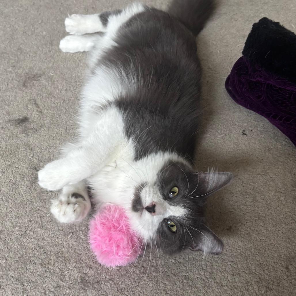 Enlarge Starsky, a Adoptable Domestic Short Hair in Columbia, MO image 3/3