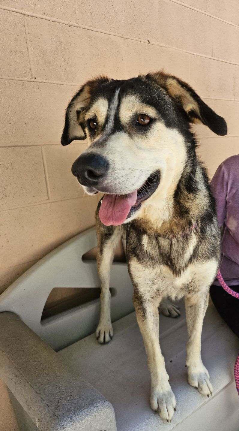 Enlarge Koda, a Adoptable Siberian Husky in New Martinsville, WV image 2/3