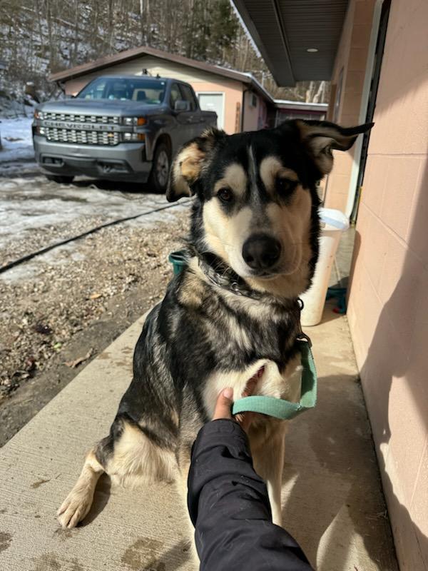 Enlarge Koda, a Adoptable Siberian Husky in New Martinsville, WV image 3/3