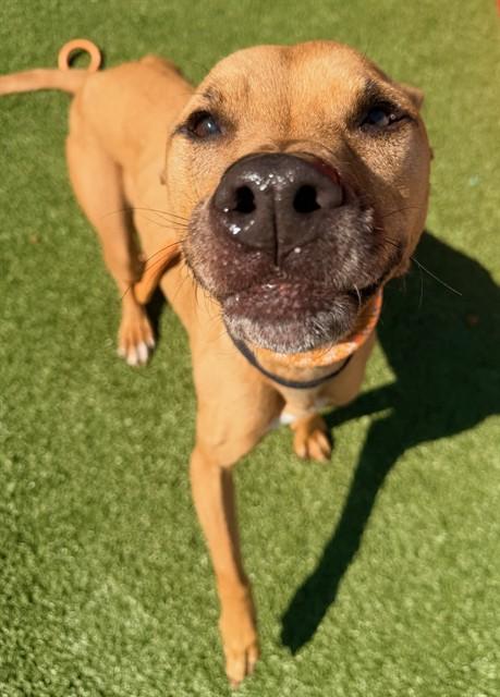 MAX, Adoptable, Adult Male Terrier & Mixed Breed.