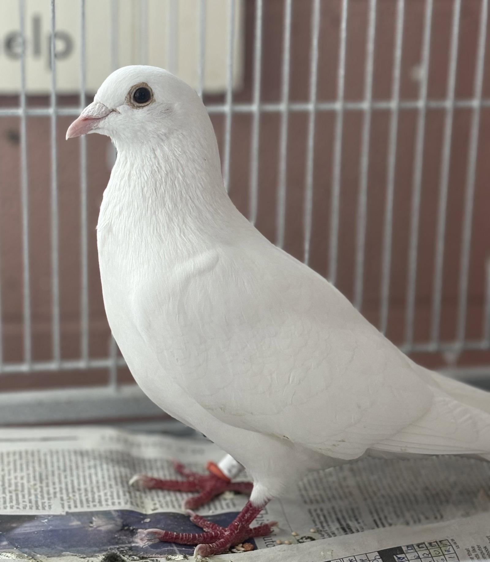 Enlarge Chamoy, a Adoptable Pigeon in Oakland, CA image 1/1