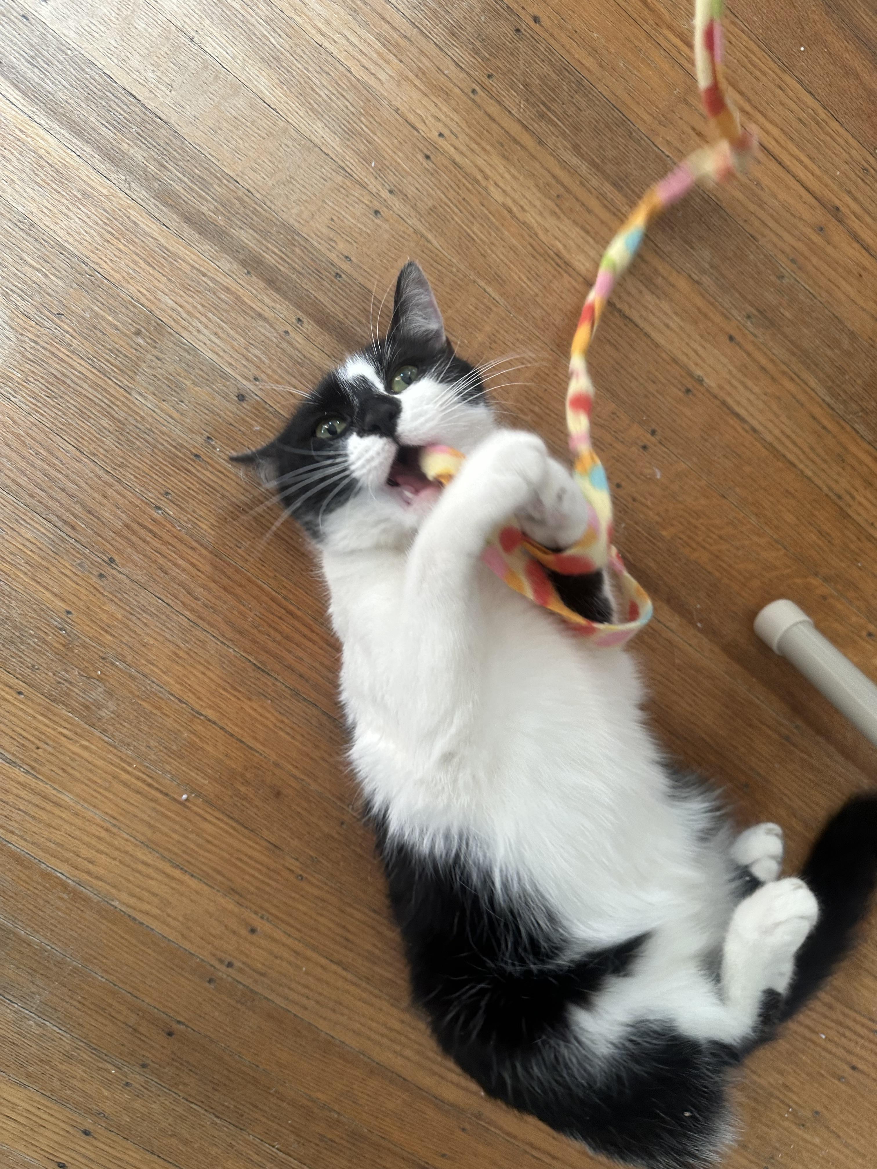 Enlarge Delilah, a Adoptable Domestic Short Hair in Indianapolis, IN image 3/6