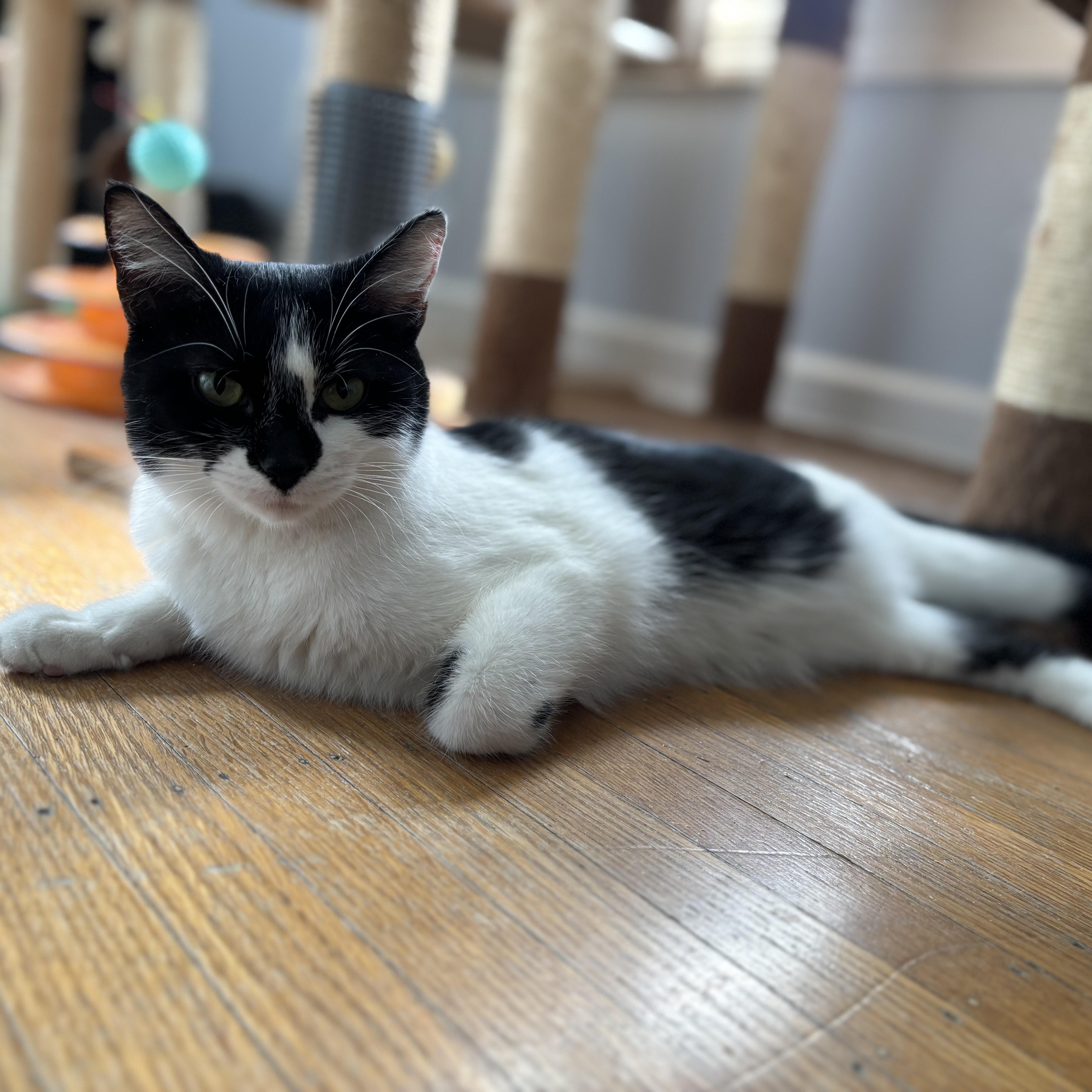 Enlarge Delilah, a Adoptable Domestic Short Hair in Indianapolis, IN image 4/6