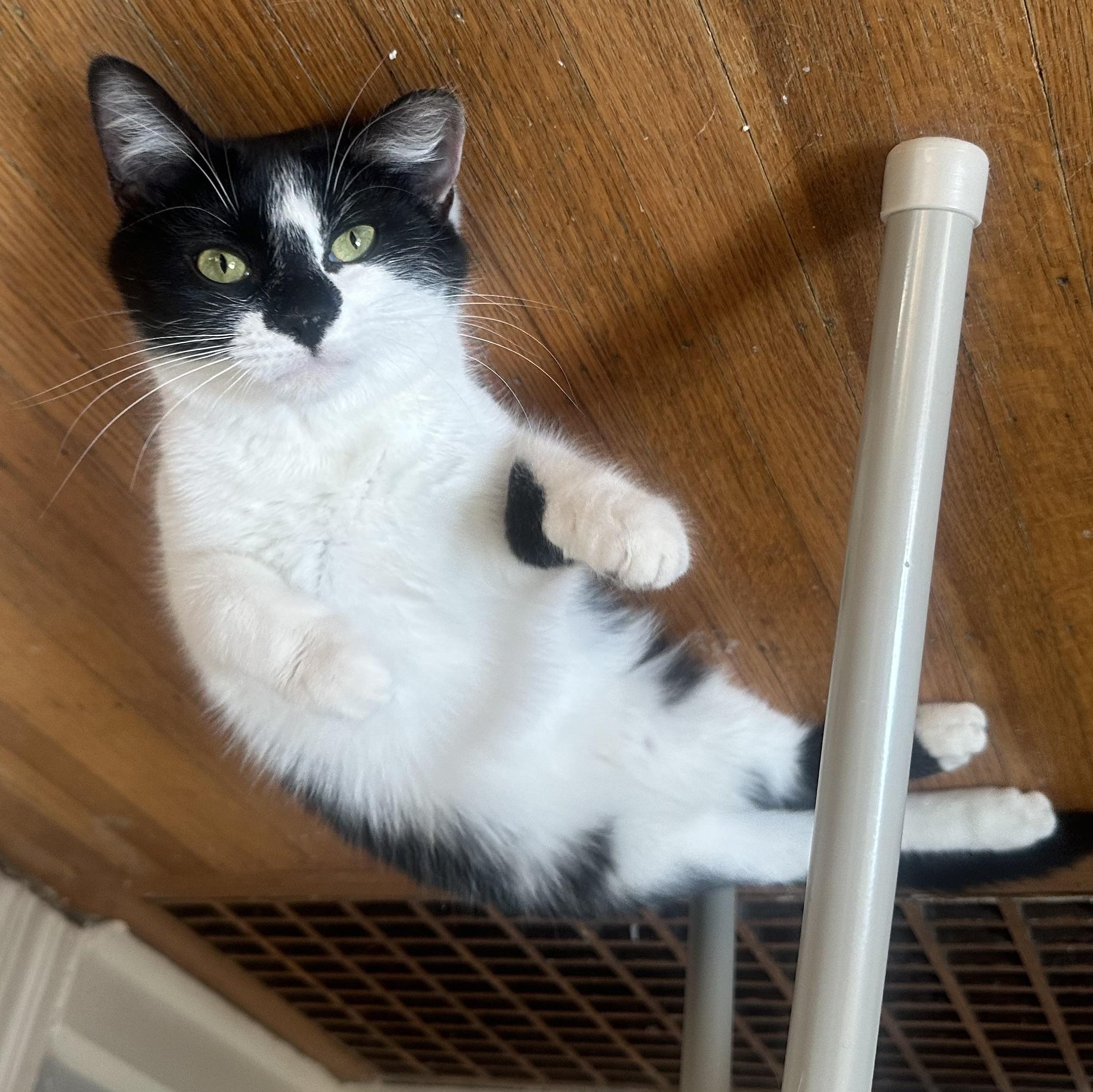 Enlarge Delilah, a Adoptable Domestic Short Hair in Indianapolis, IN image 1/6