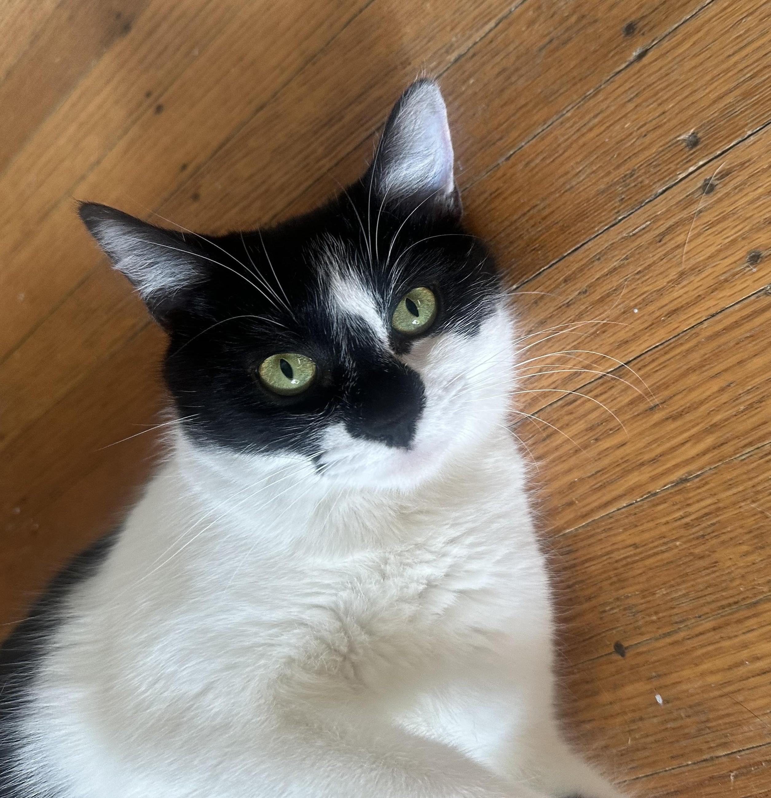 Enlarge Delilah, a Adoptable Domestic Short Hair in Indianapolis, IN image 5/6