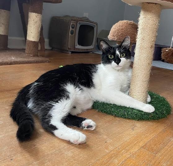 Enlarge Delilah, a Adoptable Domestic Short Hair in Indianapolis, IN image 6/6