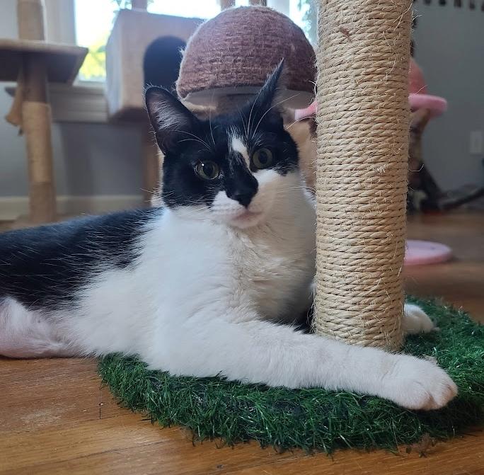 Enlarge Delilah, a Adoptable Domestic Short Hair in Indianapolis, IN image 2/6