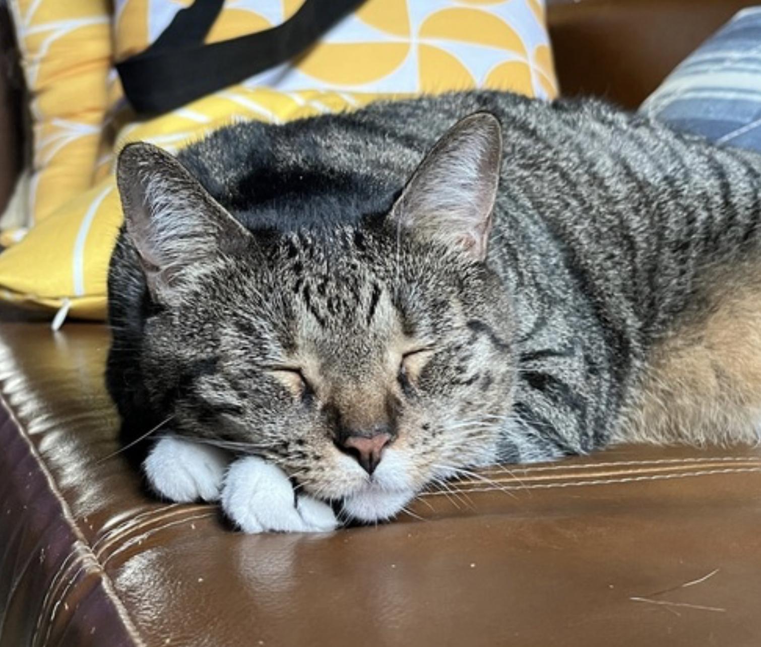 Jade — thumbnail 2