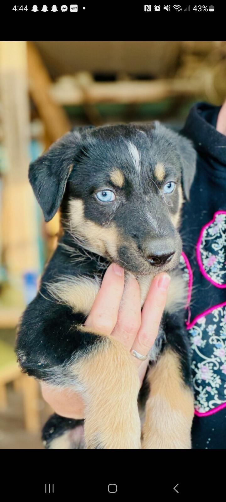 Loki, ADOPTABLE, Puppy Male Mixed Breed.