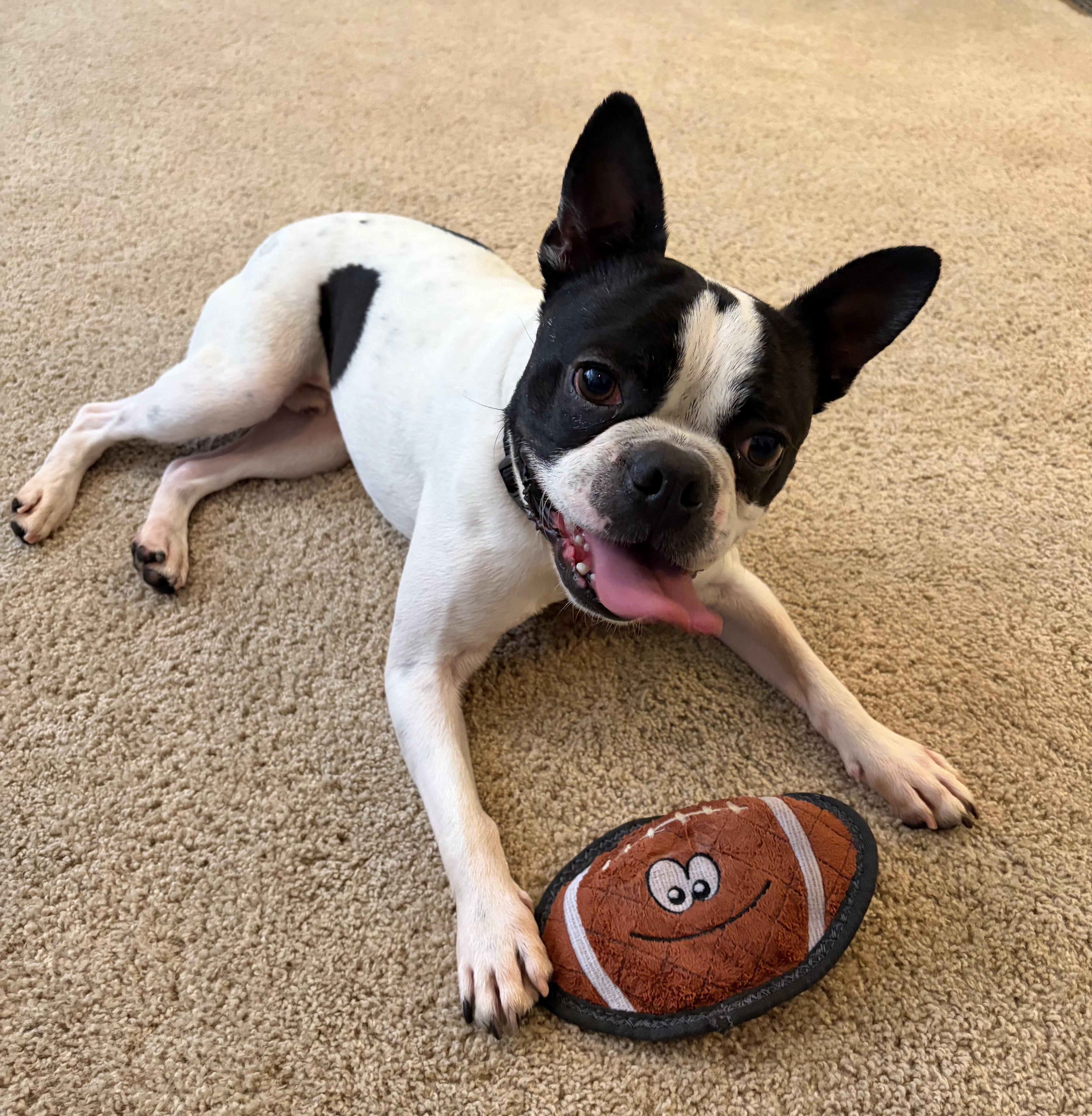 Bruno in IA, ADOPTABLE, Young Male Boston Terrier.