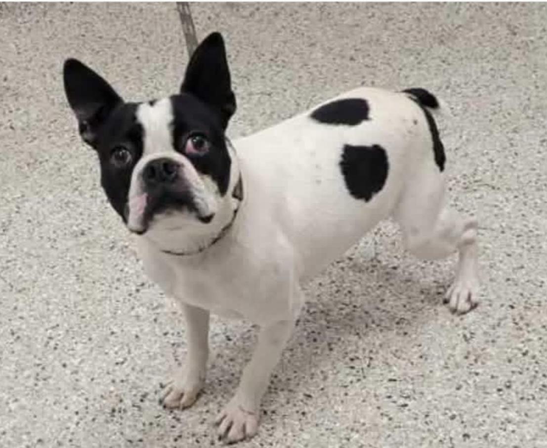 Enlarge Bruno in IA, a ADOPTABLE mixed breed in Des Moines, IA image 2/4