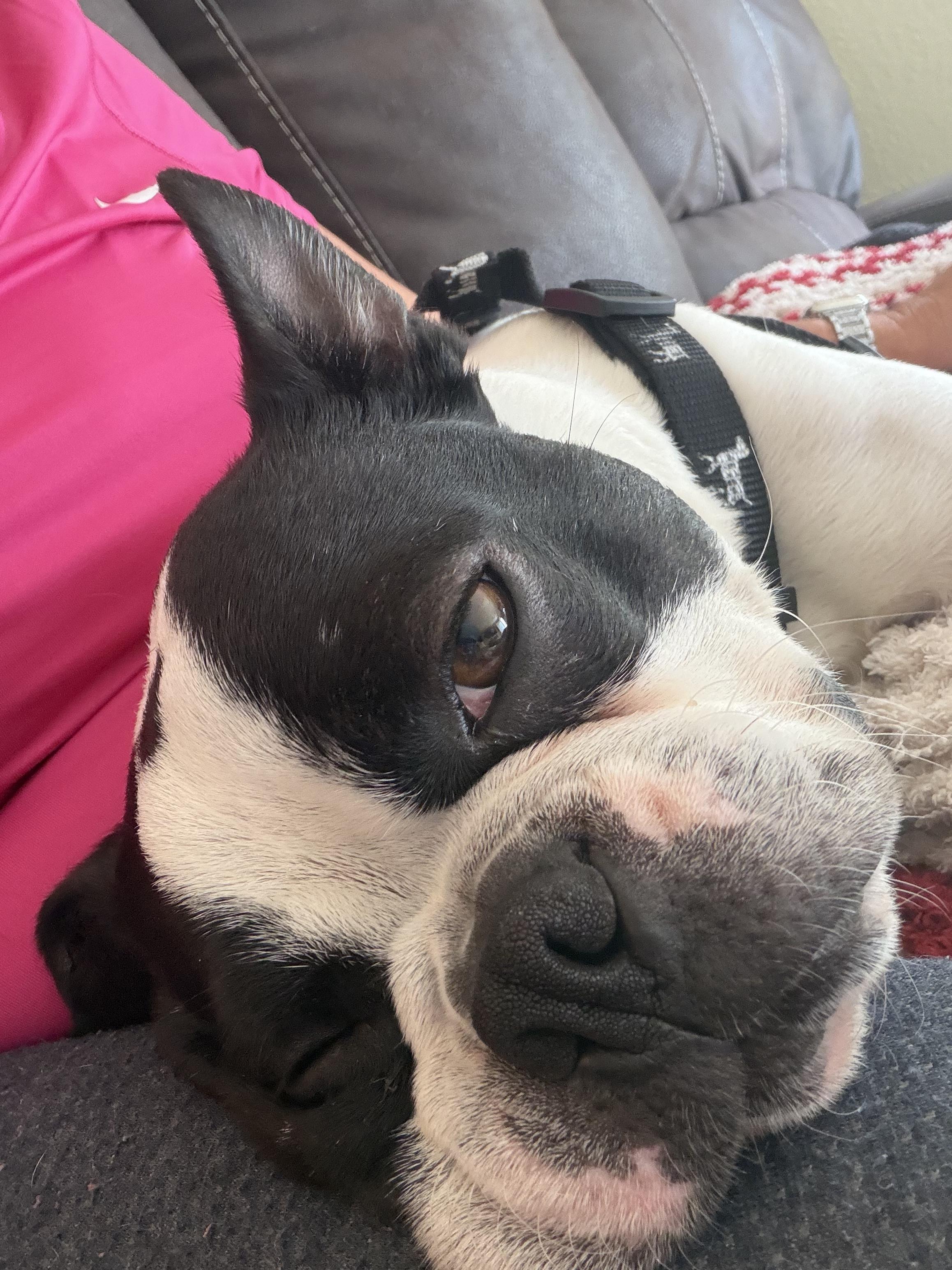 Enlarge Bruno in IA, a ADOPTABLE mixed breed in Des Moines, IA image 4/4