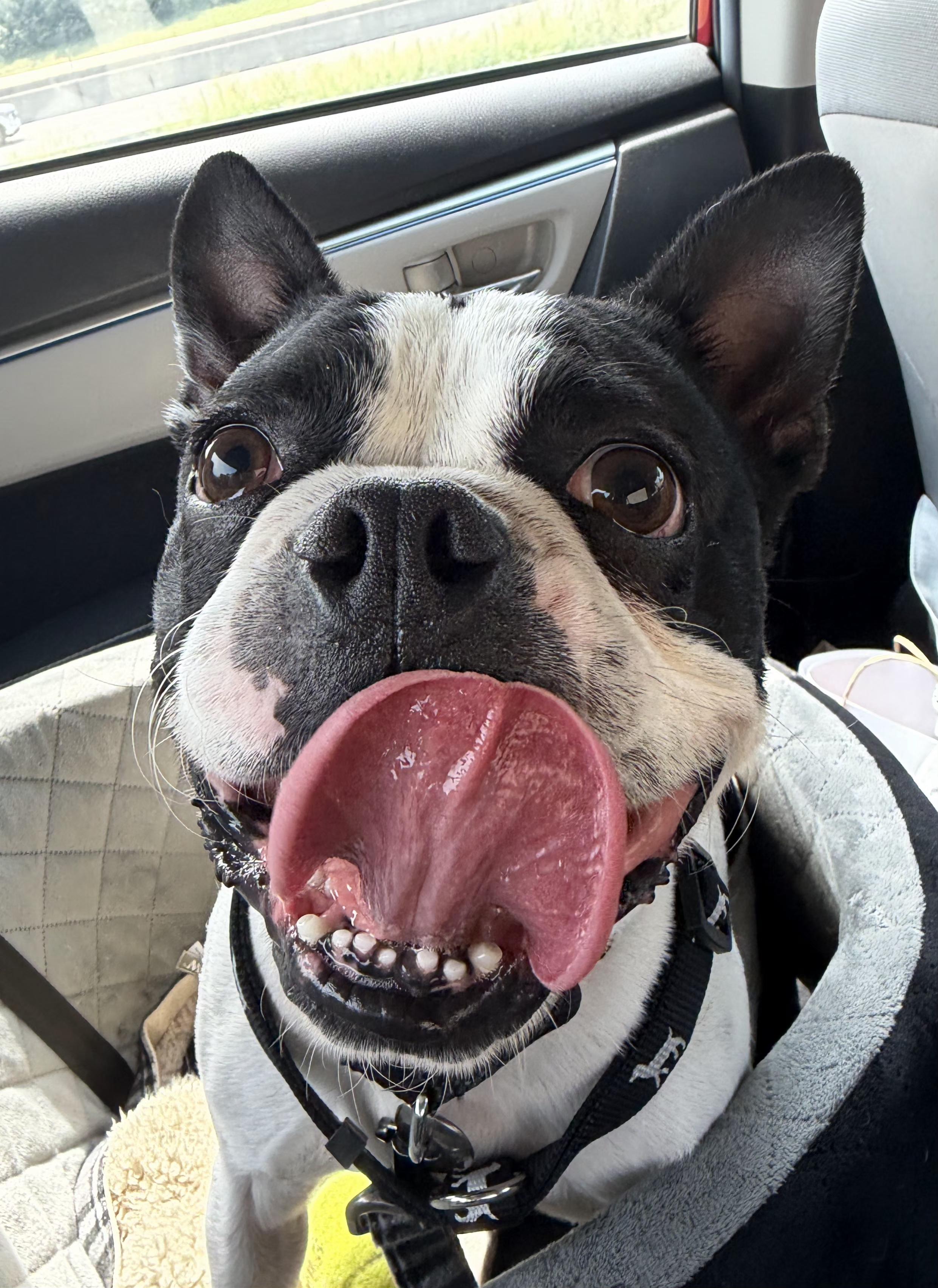 Enlarge Bruno in IA, a ADOPTABLE mixed breed in Des Moines, IA image 3/4