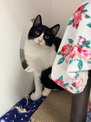 Enlarge Pirate, a Adoptable mixed breed in Gwinn, MI image 1/1