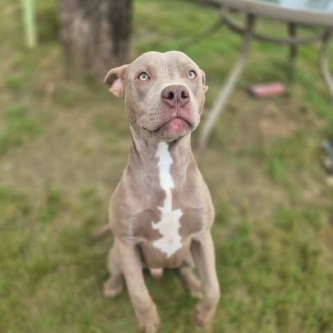 Enlarge Harley, a Adoptable Pit Bull Terrier in Dover, AR image 1/3