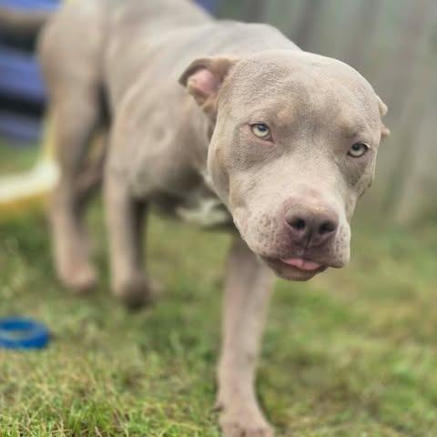 Enlarge Harley, a Adoptable Pit Bull Terrier in Dover, AR image 3/3