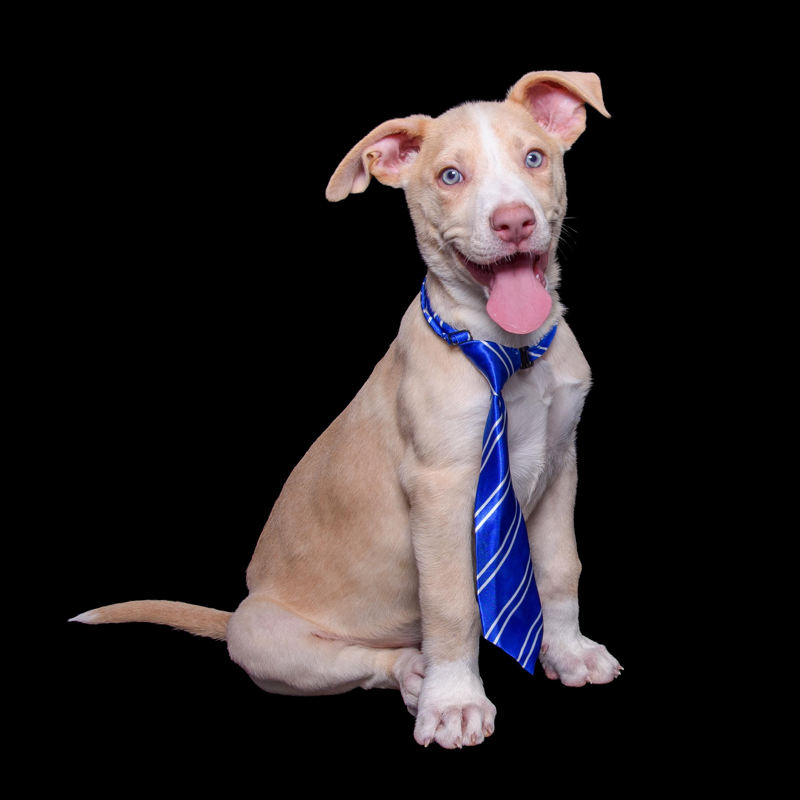 Enlarge BOSWELL, a Adoptable mixed breed in Aurora, CO image 4/5