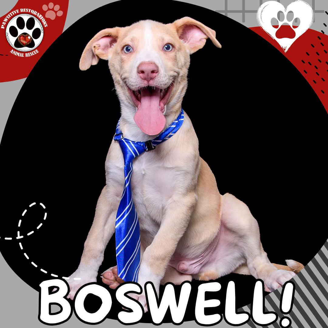 Enlarge BOSWELL, a Adoptable mixed breed in Aurora, CO image 2/5