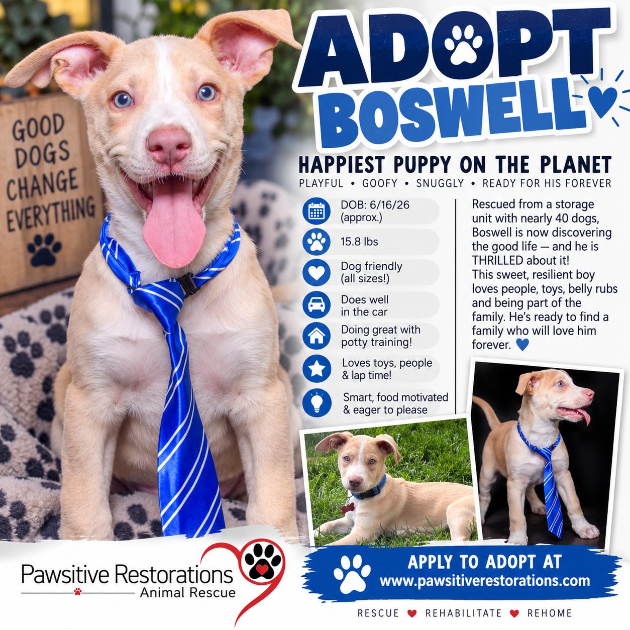 BOSWELL, Adoptable, Puppy Male Shepherd.
