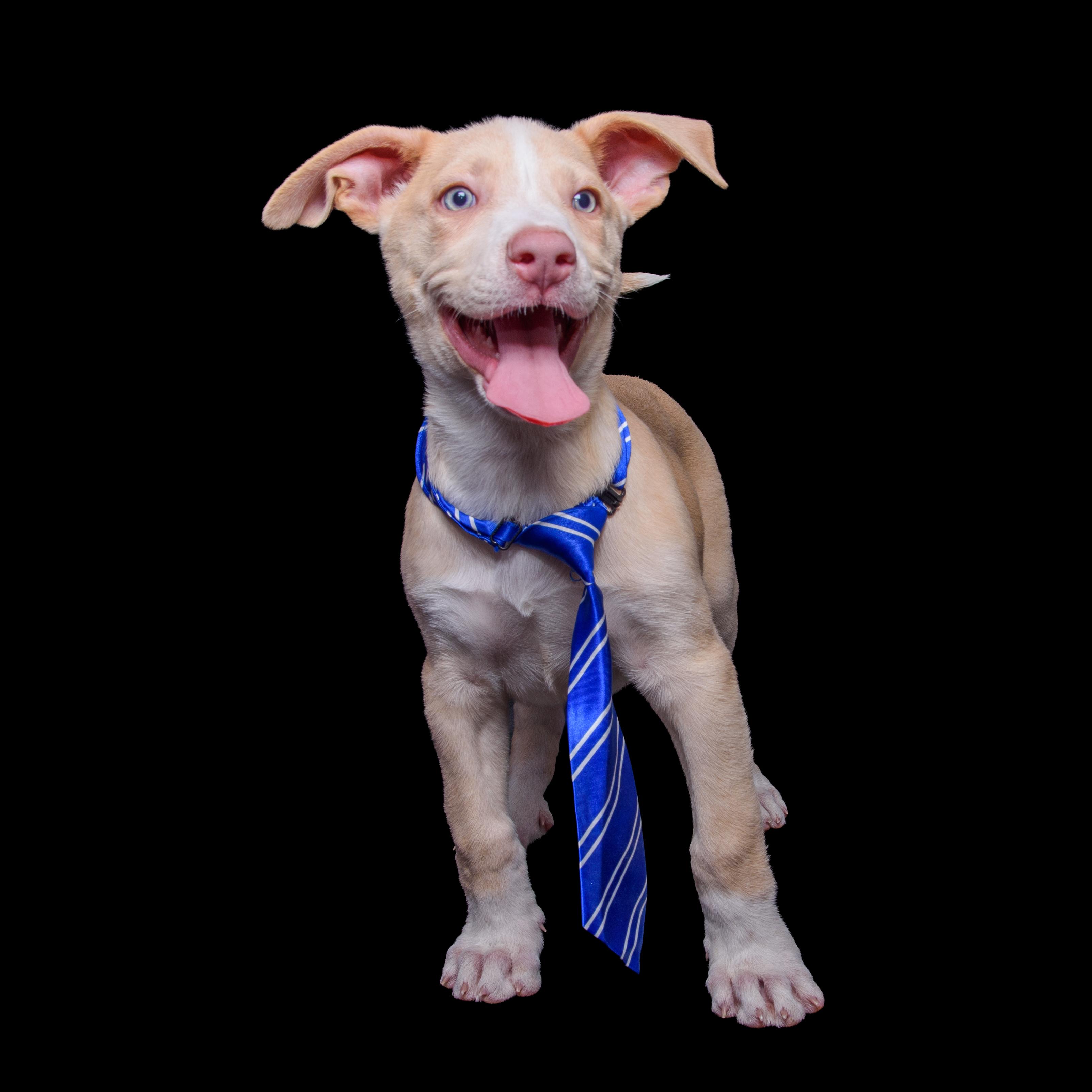 Enlarge BOSWELL, a Adoptable mixed breed in Aurora, CO image 3/5