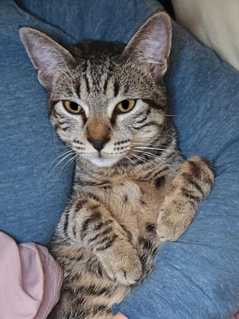 Enlarge ANNICK - Teen Family Kitten, a Adoptable mixed breed in Hillsboro, OR image 1/3