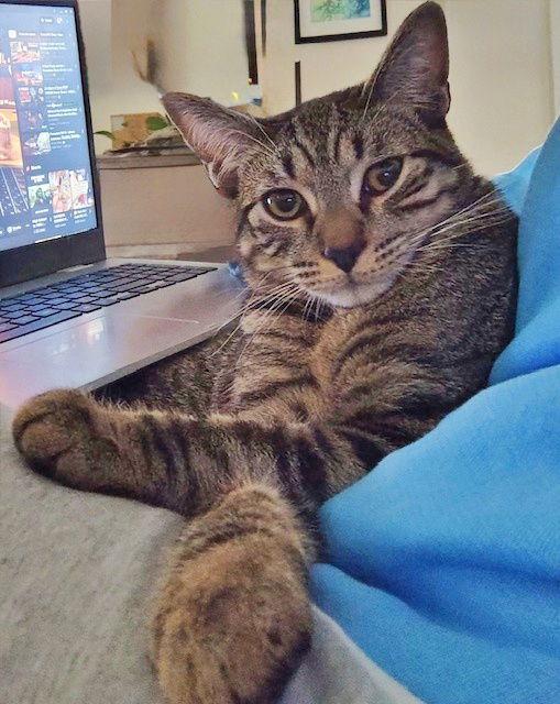 Enlarge ANNICK - Teen Family Kitten, a Adoptable mixed breed in Hillsboro, OR image 2/3