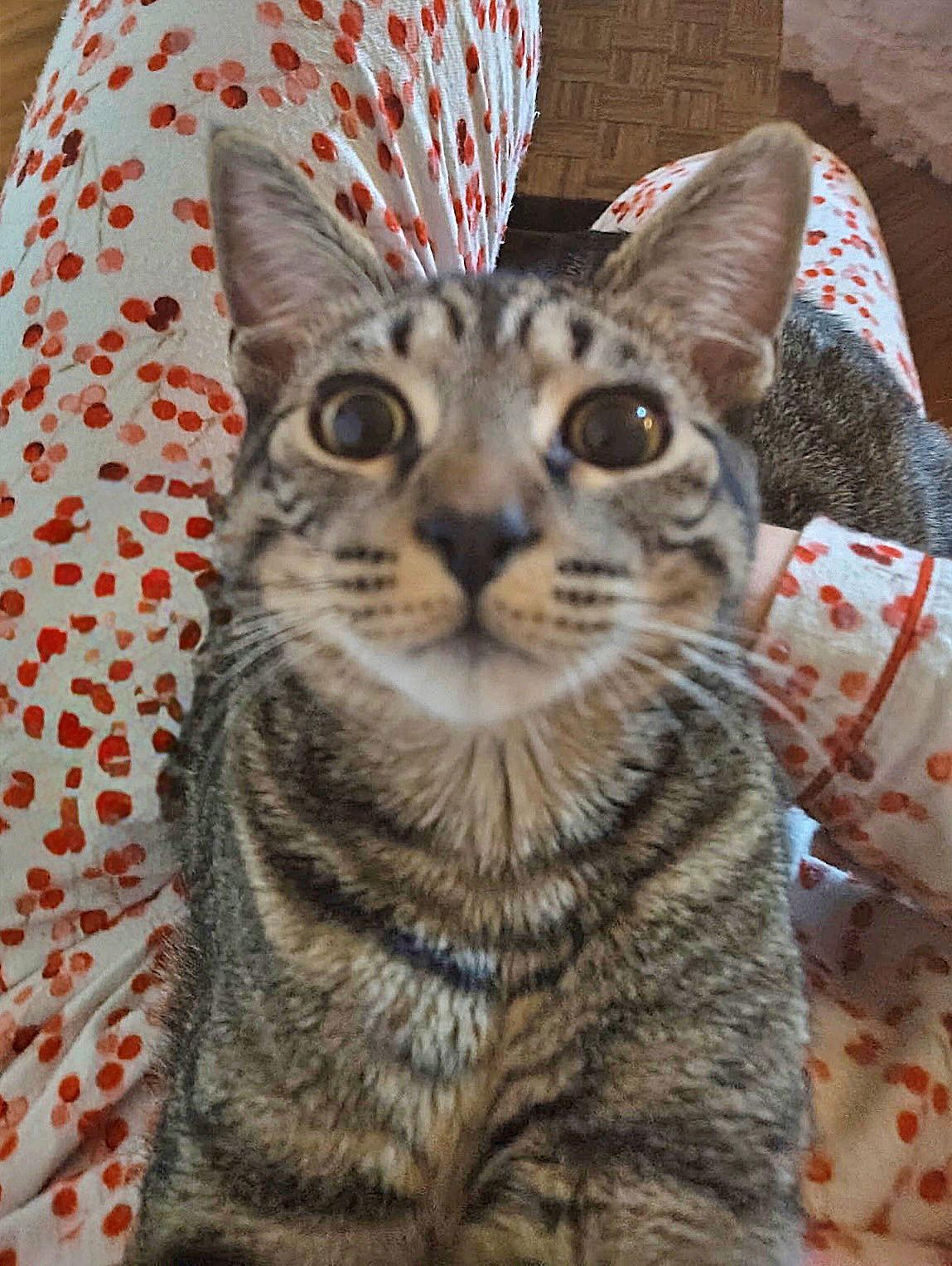 Enlarge ANNICK - Teen Family Kitten, a Adoptable mixed breed in Hillsboro, OR image 3/3