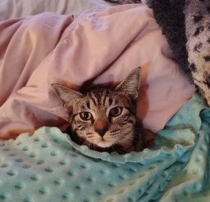 ANNICK - Teen Family Kitten, Adoptable, Young Female Tabby & Domestic Short Hair.