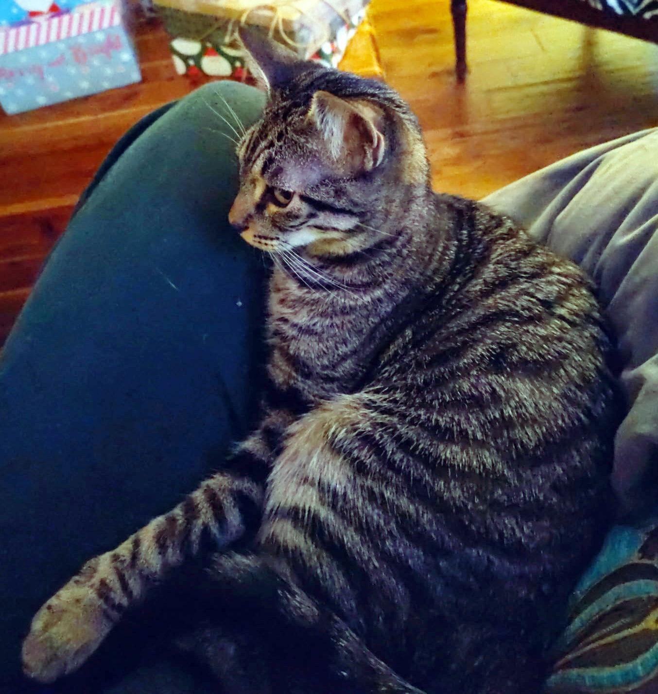 Enlarge ANNICK - Teen Family Kitten, a Adoptable mixed breed in Hillsboro, OR image 2/3