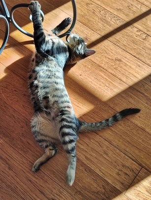 Enlarge ANNICK - Teen Family Kitten, a Adoptable mixed breed in Hillsboro, OR image 3/3