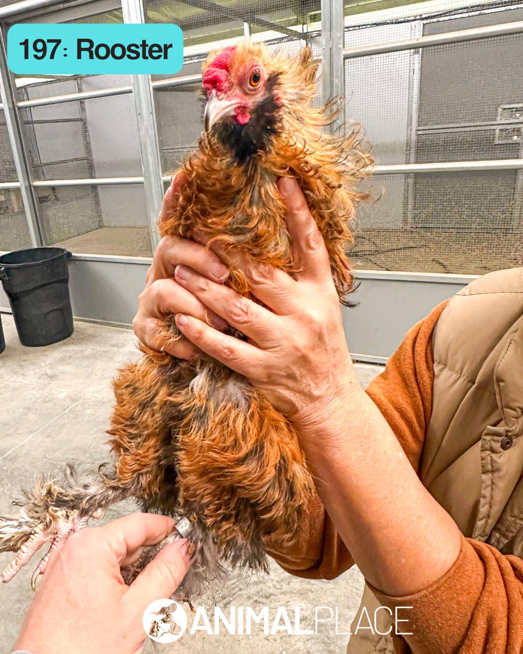 Enlarge Dane, a Adoptable Chicken in Petaluma, CA image 1/1