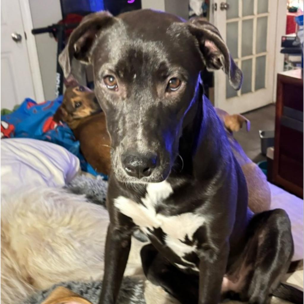 Daisy, Adoptable, Adult Female Mixed Breed.