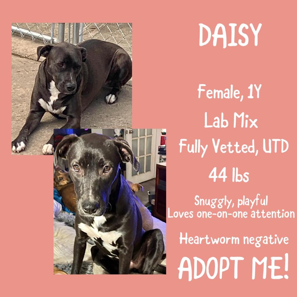 Enlarge Daisy, a Adoptable Mixed Breed in Irvington, AL image 2/2