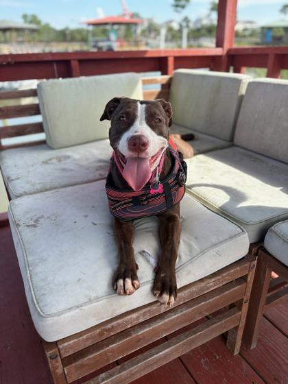 Enlarge Peak, a Adoptable Mixed Breed in Savannah, GA image 2/5