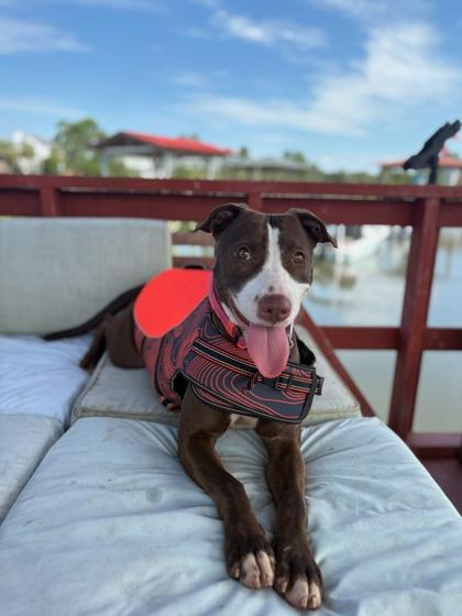 Enlarge Peak, a Adoptable Mixed Breed in Savannah, GA image 3/5