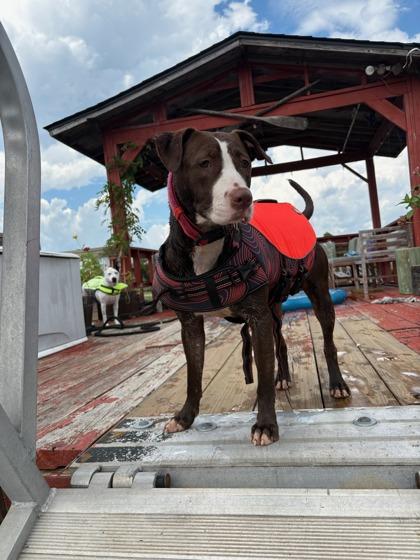Enlarge Peak, a Adoptable Mixed Breed in Savannah, GA image 4/5