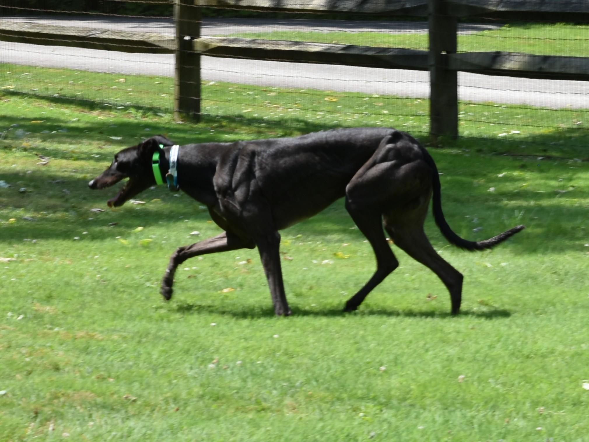 Enlarge Black Russian "Bozo", a Adoptable Greyhound in Chagrin Falls, OH image 4/4